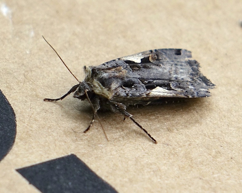 setaceous Hebrew character